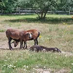 Pet Friendly In Passow Ot Charlottenho * Zahren