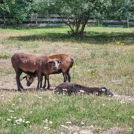 Pet Friendly * Zahren